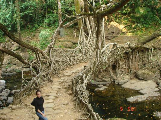 The Living Roots Bridge in Mawlinong